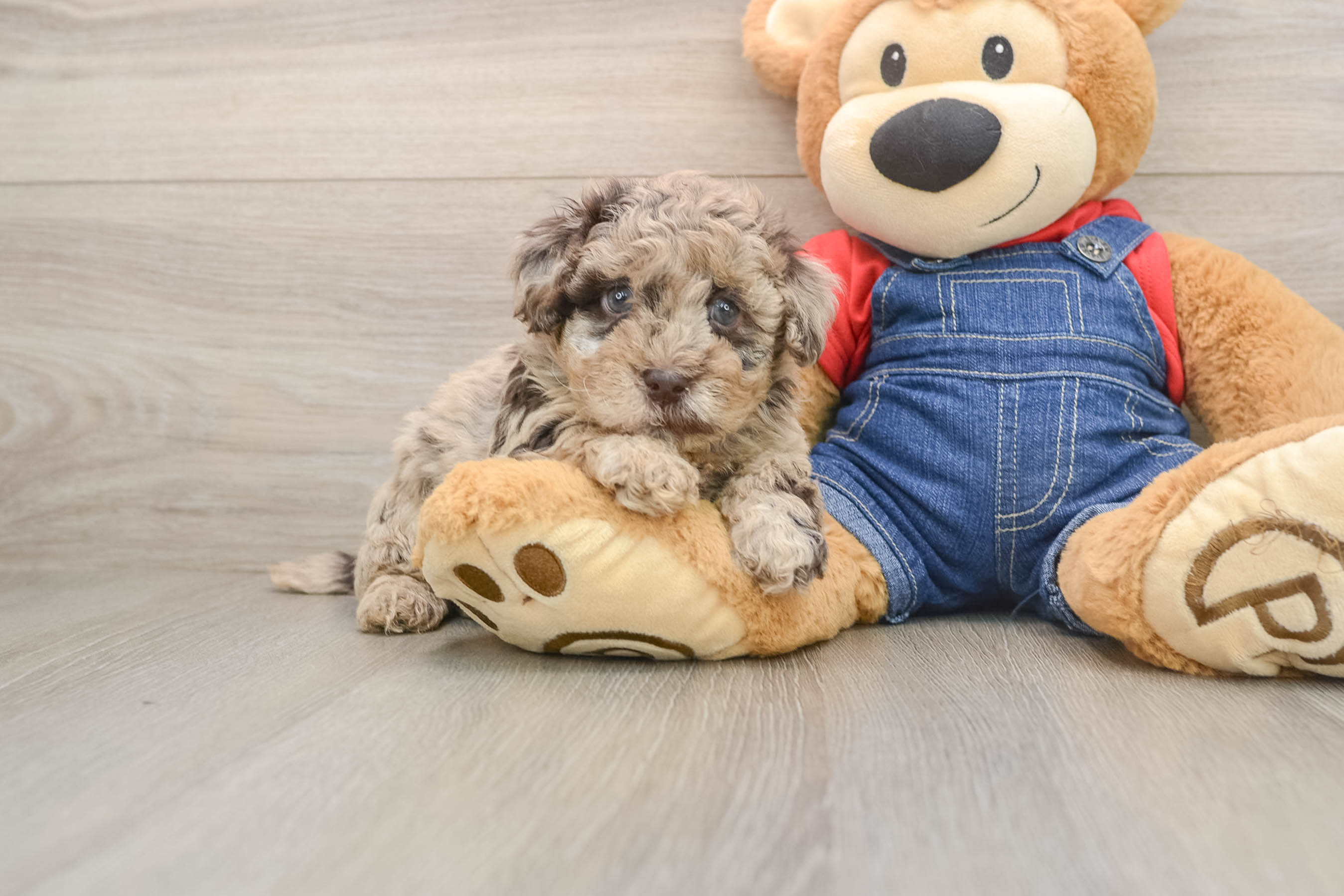 Little Havadoodle Poodle Mix Puppy