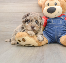 8 week old Havapoo Puppy For Sale - Lone Star Pups