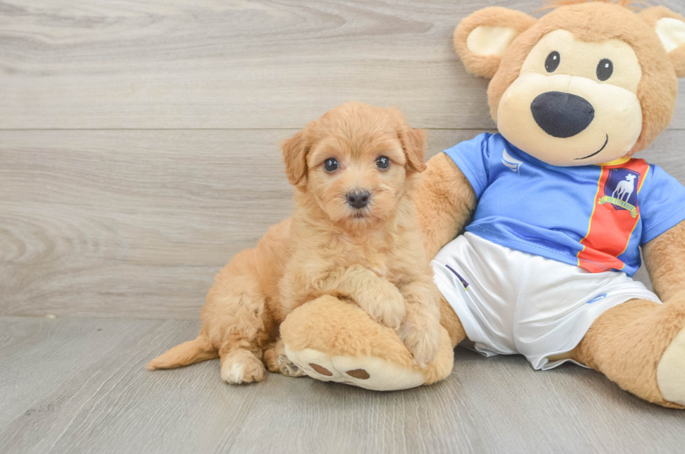 5 week old Havapoo Puppy For Sale - Lone Star Pups