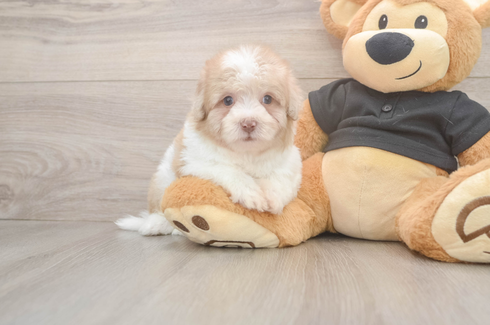 6 week old Havapoo Puppy For Sale - Lone Star Pups