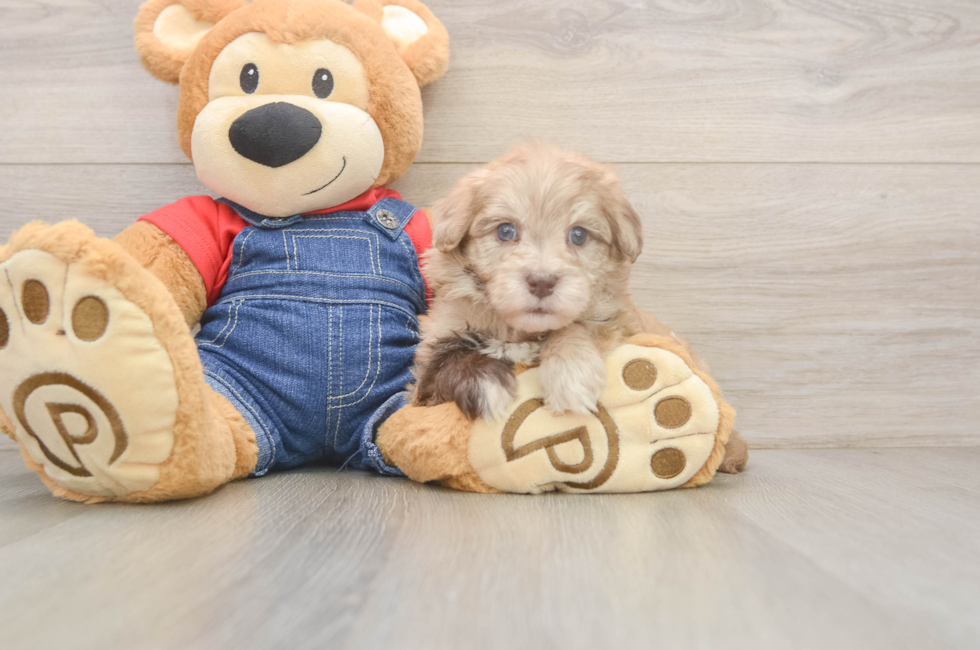6 week old Havapoo Puppy For Sale - Lone Star Pups
