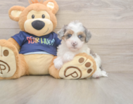 7 week old Havapoo Puppy For Sale - Lone Star Pups