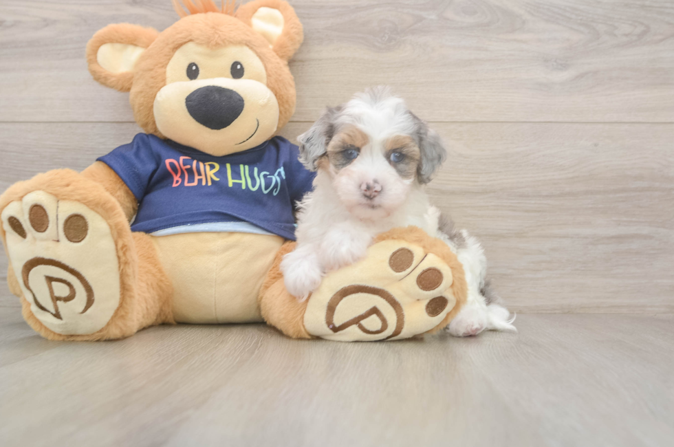 5 week old Havapoo Puppy For Sale - Lone Star Pups