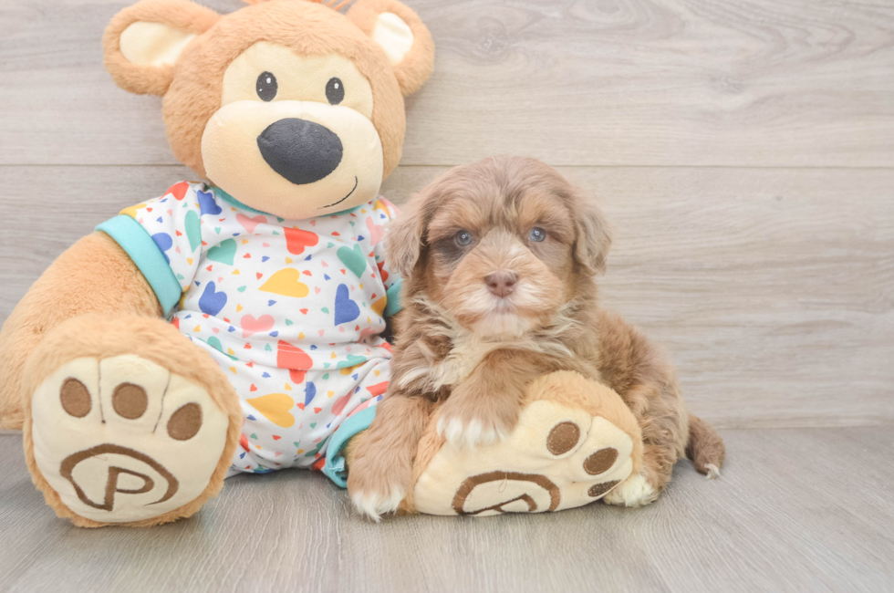 5 week old Havapoo Puppy For Sale - Lone Star Pups