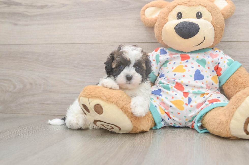 5 week old Havapoo Puppy For Sale - Lone Star Pups