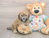 8 week old Havapoo Puppy For Sale - Lone Star Pups