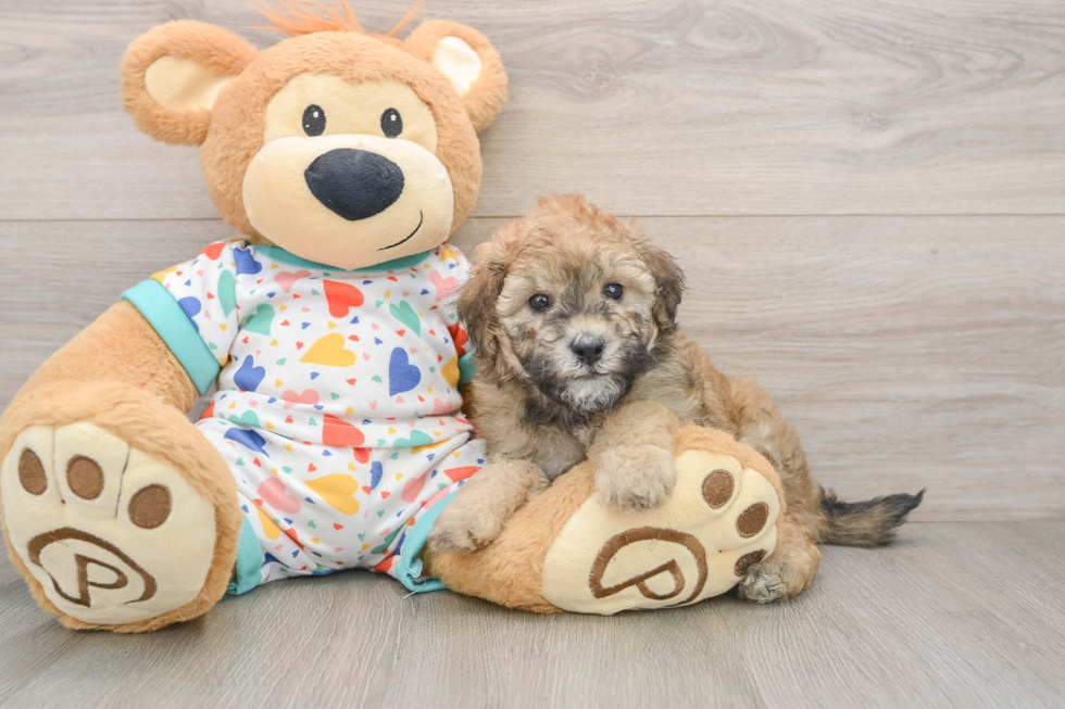 Havapoo Puppy for Adoption