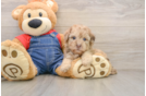 Playful Havadoodle Poodle Mix Puppy