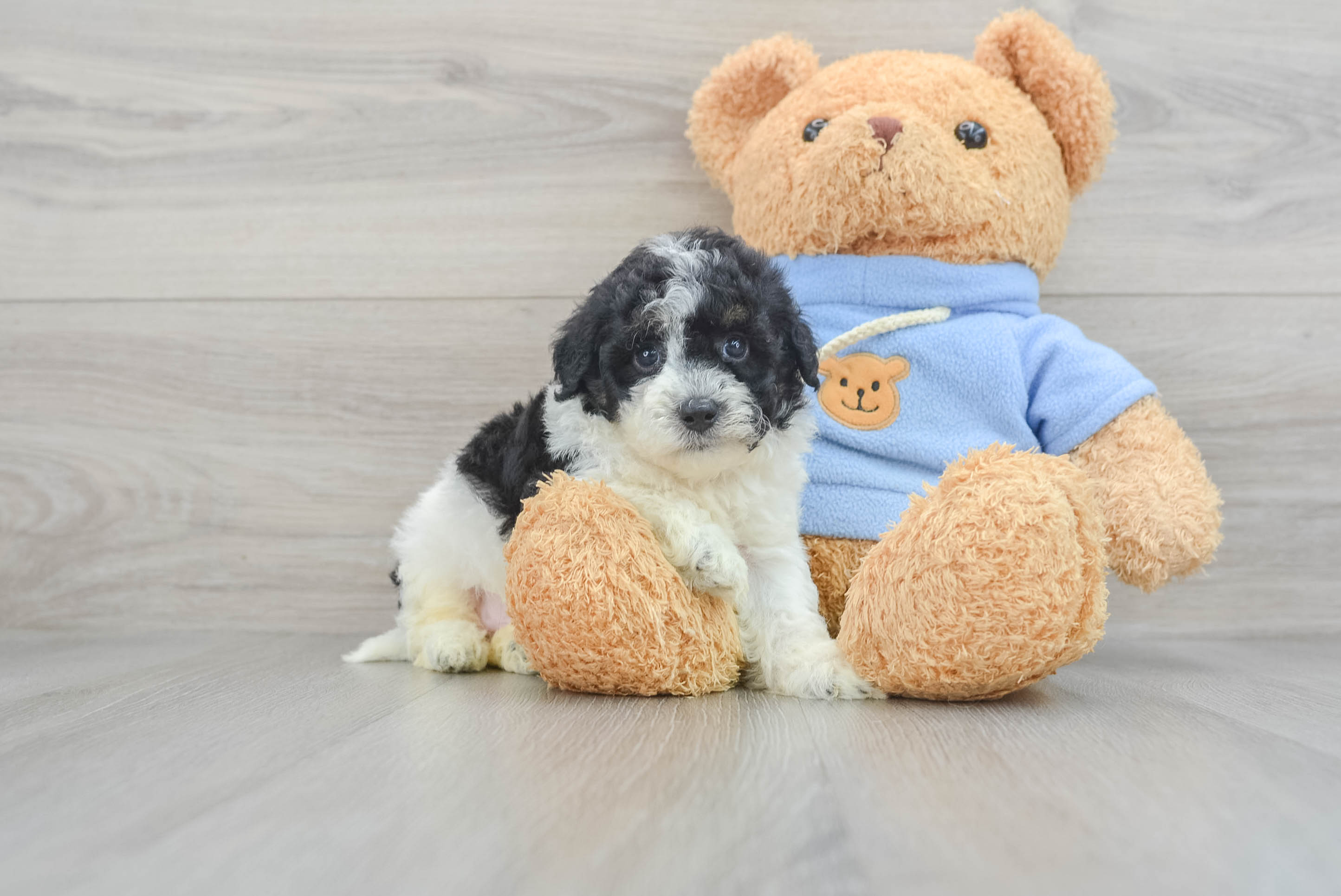 Adorable Havanese Poodle Mix Puppy