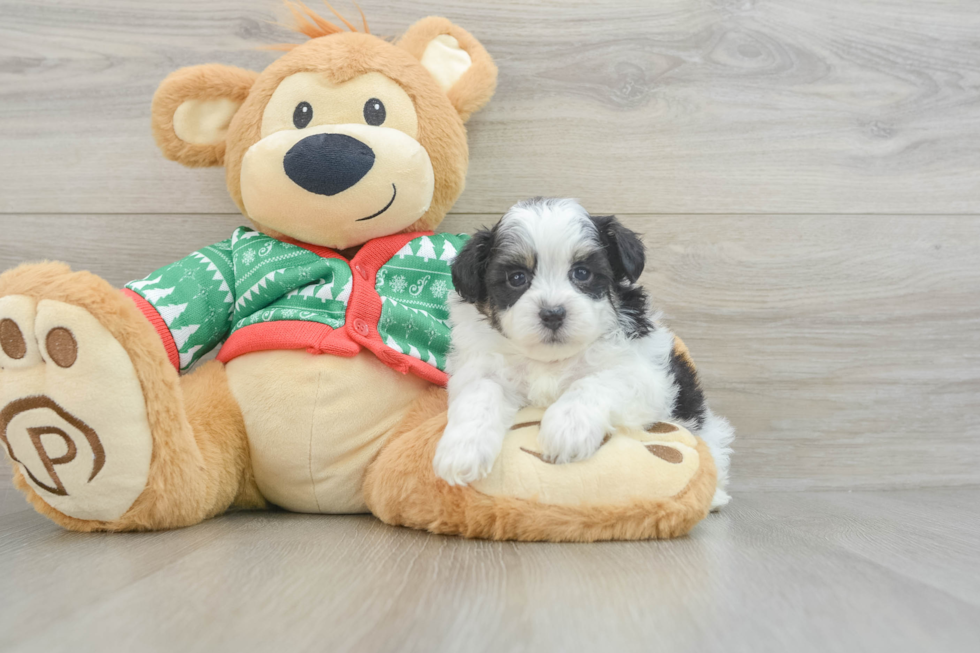 Fluffy Havapoo Poodle Mix Pup