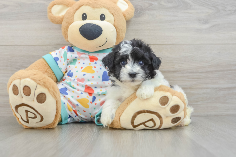5 week old Havapoo Puppy For Sale - Lone Star Pups