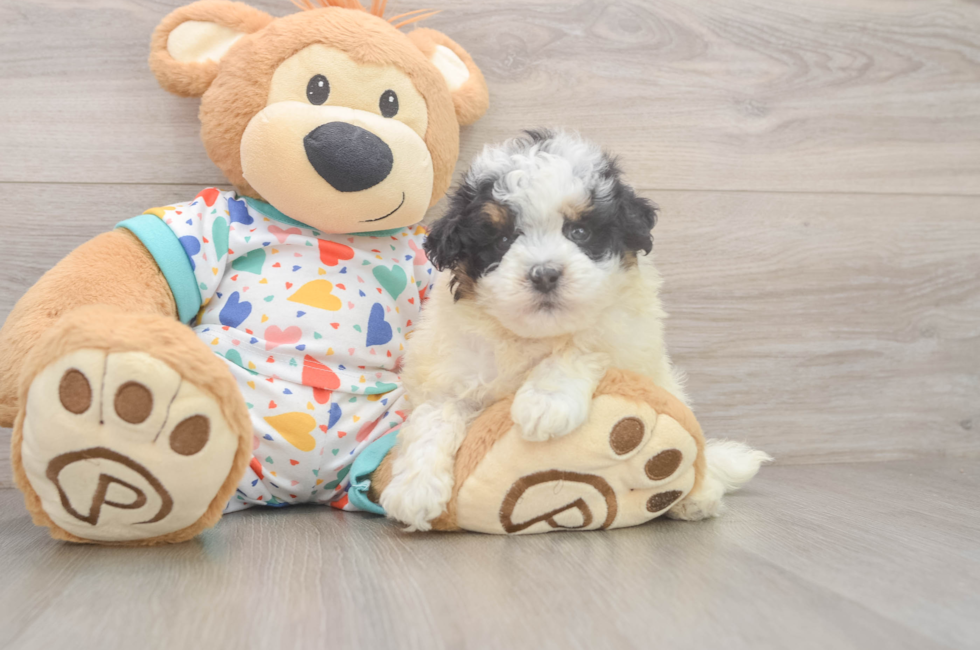 5 week old Havapoo Puppy For Sale - Lone Star Pups