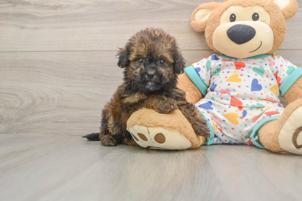 Petite Havapoo Poodle Mix Pup