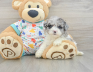 8 week old Havapoo Puppy For Sale - Lone Star Pups