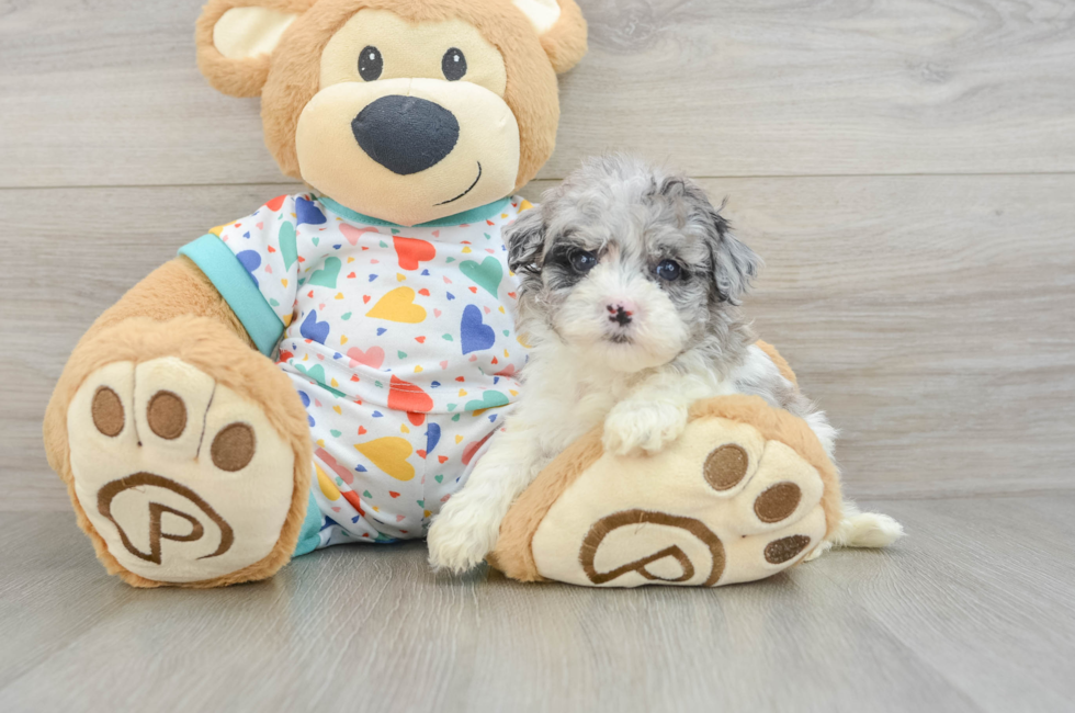 5 week old Havapoo Puppy For Sale - Lone Star Pups