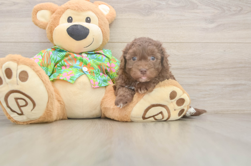 5 week old Havapoo Puppy For Sale - Lone Star Pups