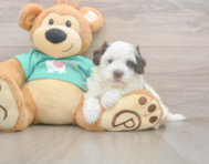 8 week old Havapoo Puppy For Sale - Lone Star Pups