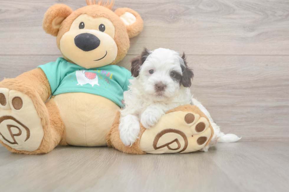 5 week old Havapoo Puppy For Sale - Lone Star Pups