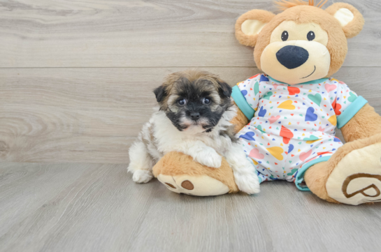 Energetic Havadoodle Poodle Mix Puppy