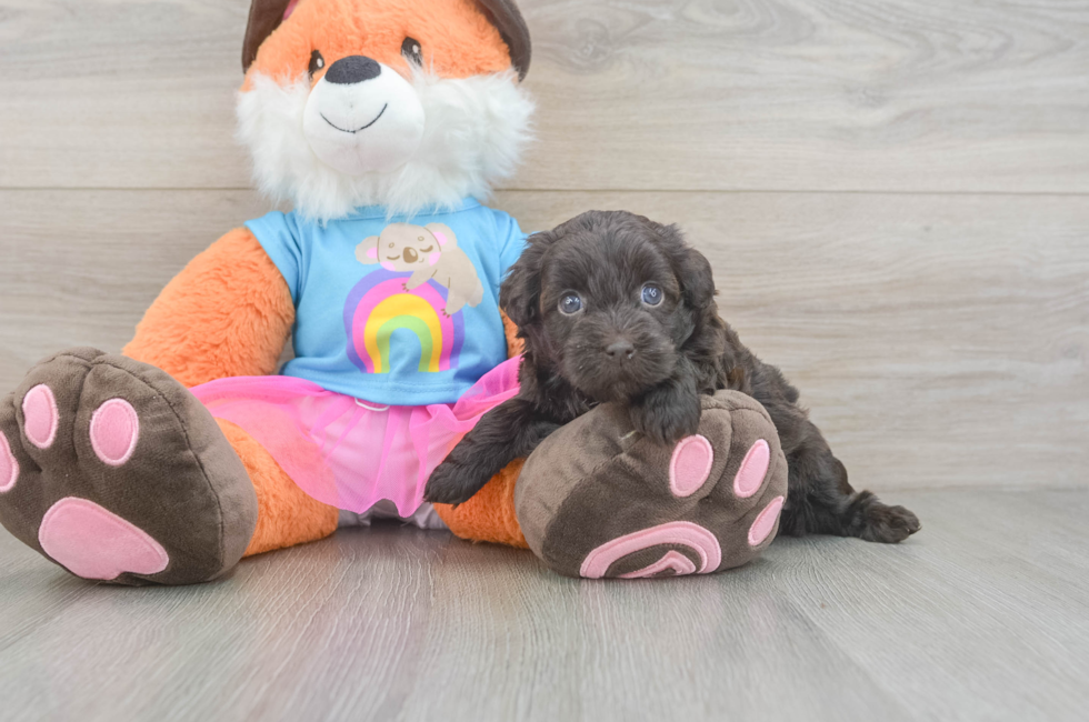 6 week old Havapoo Puppy For Sale - Lone Star Pups