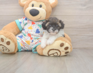 6 week old Havapoo Puppy For Sale - Lone Star Pups
