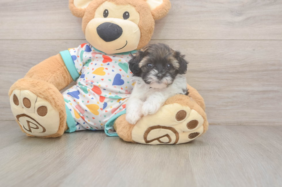 5 week old Havapoo Puppy For Sale - Lone Star Pups