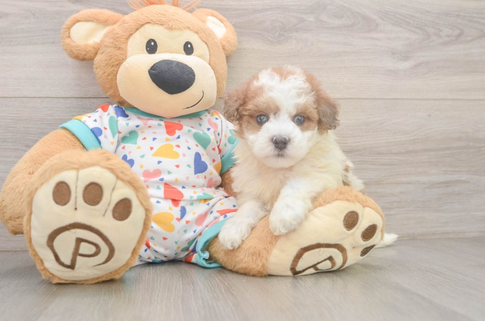 5 week old Havapoo Puppy For Sale - Lone Star Pups