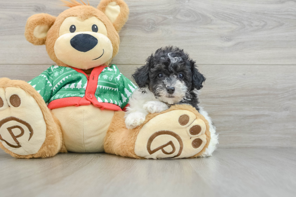 Energetic Havadoodle Poodle Mix Puppy