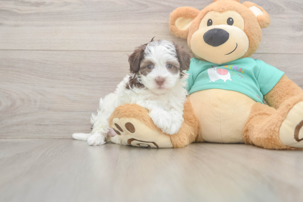 Havapoo Puppy for Adoption