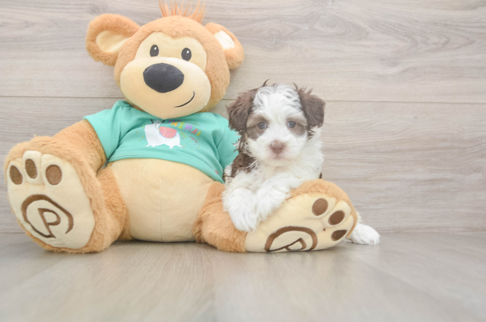 5 week old Havapoo Puppy For Sale - Lone Star Pups