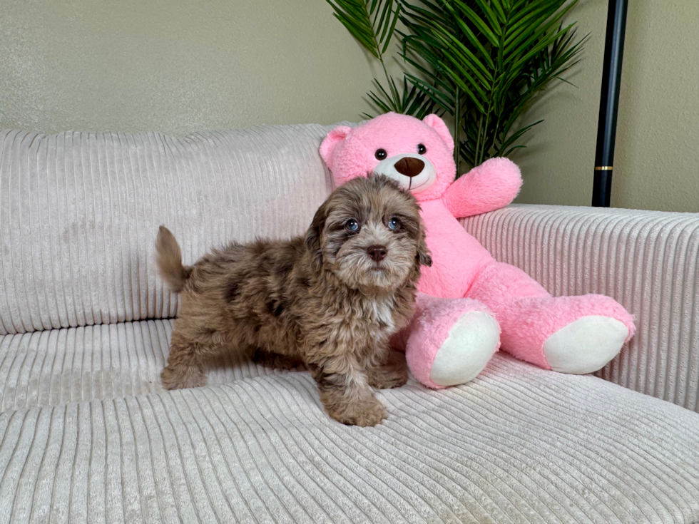 Cute Havadoodle Poodle Mix Puppy