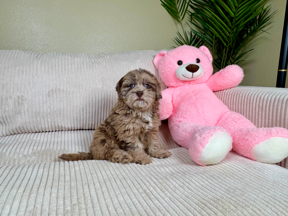 Cute Havadoodle Poodle Mix Puppy