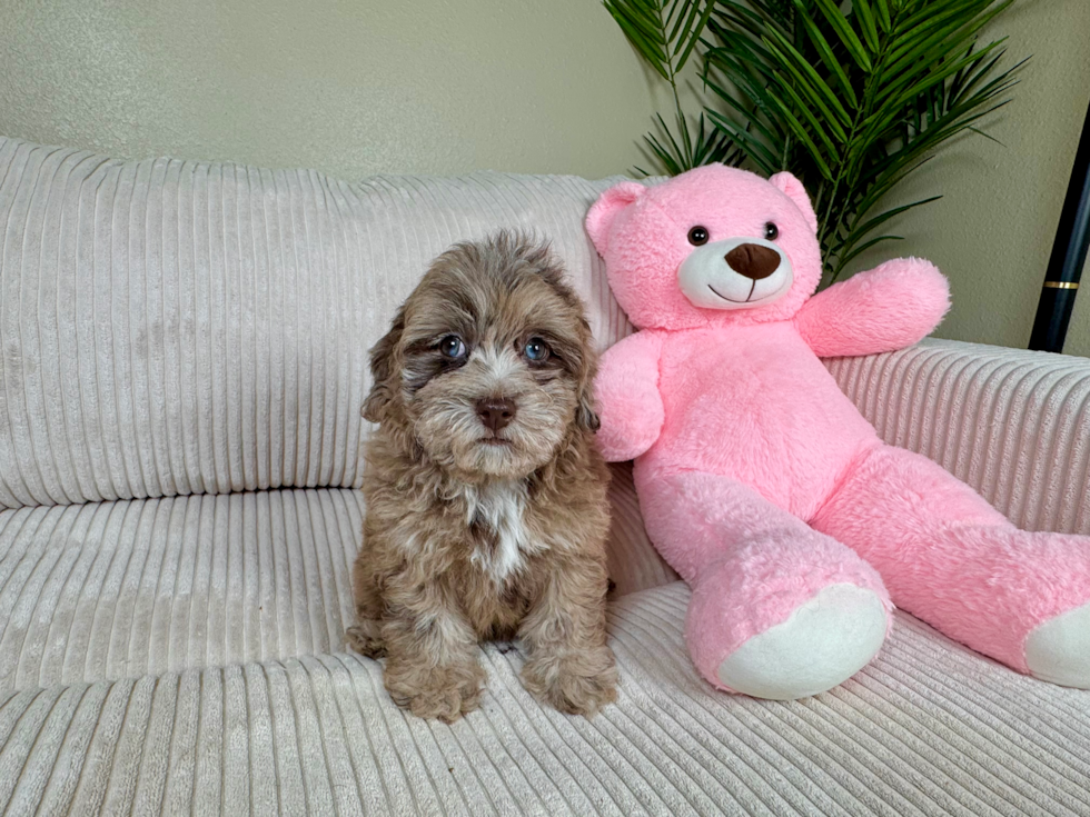 Cute Havadoodle Poodle Mix Puppy
