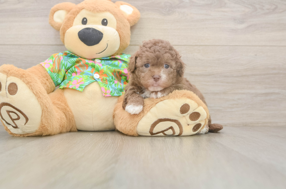 5 week old Havapoo Puppy For Sale - Lone Star Pups