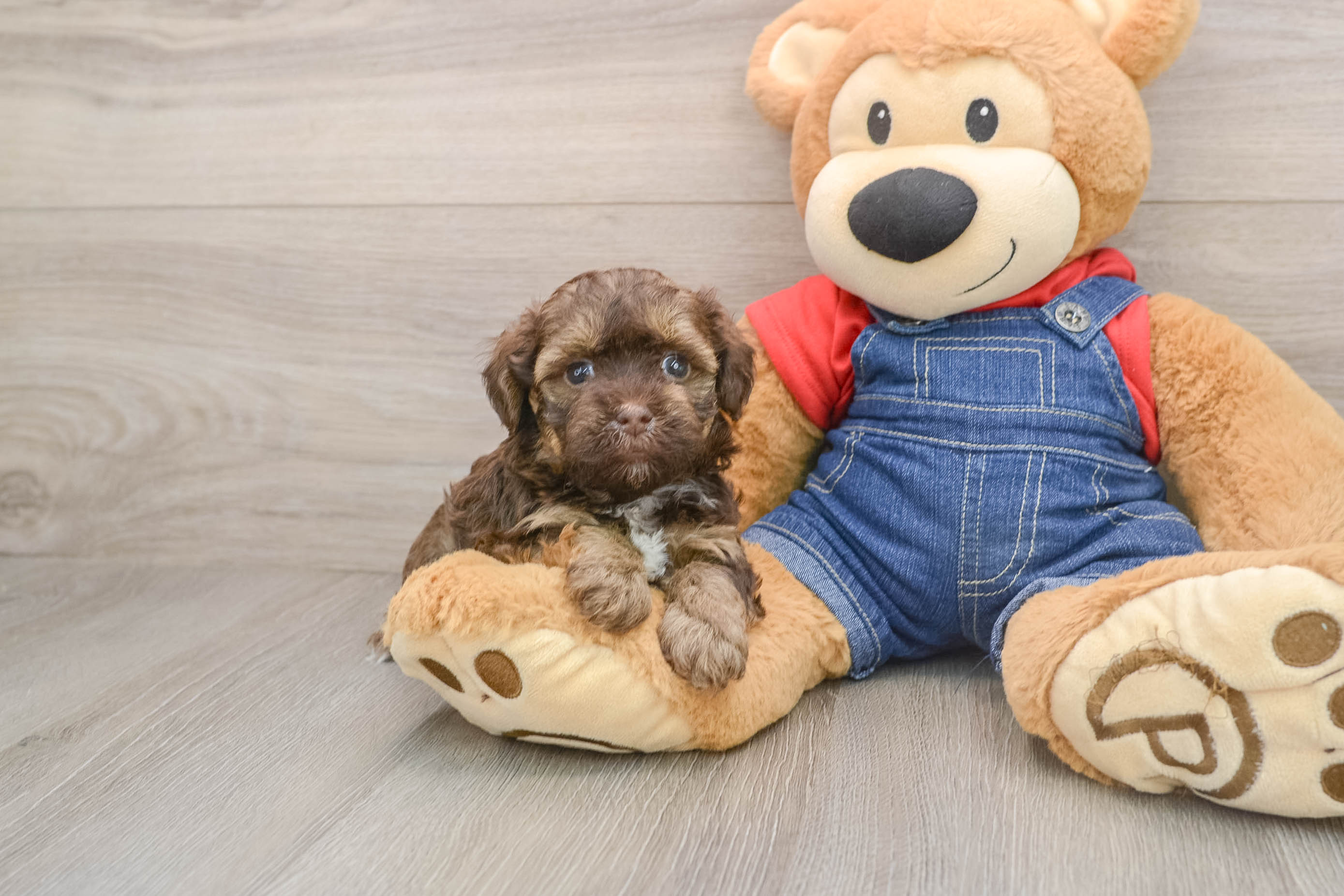 Popular Havapoo Poodle Mix Pup