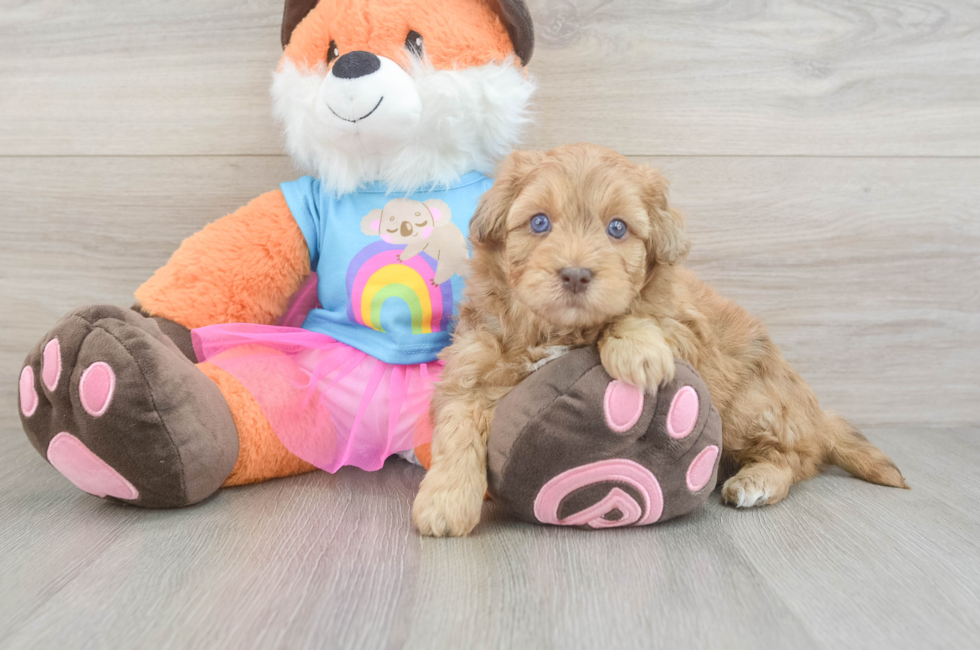6 week old Havapoo Puppy For Sale - Lone Star Pups
