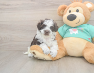 8 week old Havapoo Puppy For Sale - Lone Star Pups