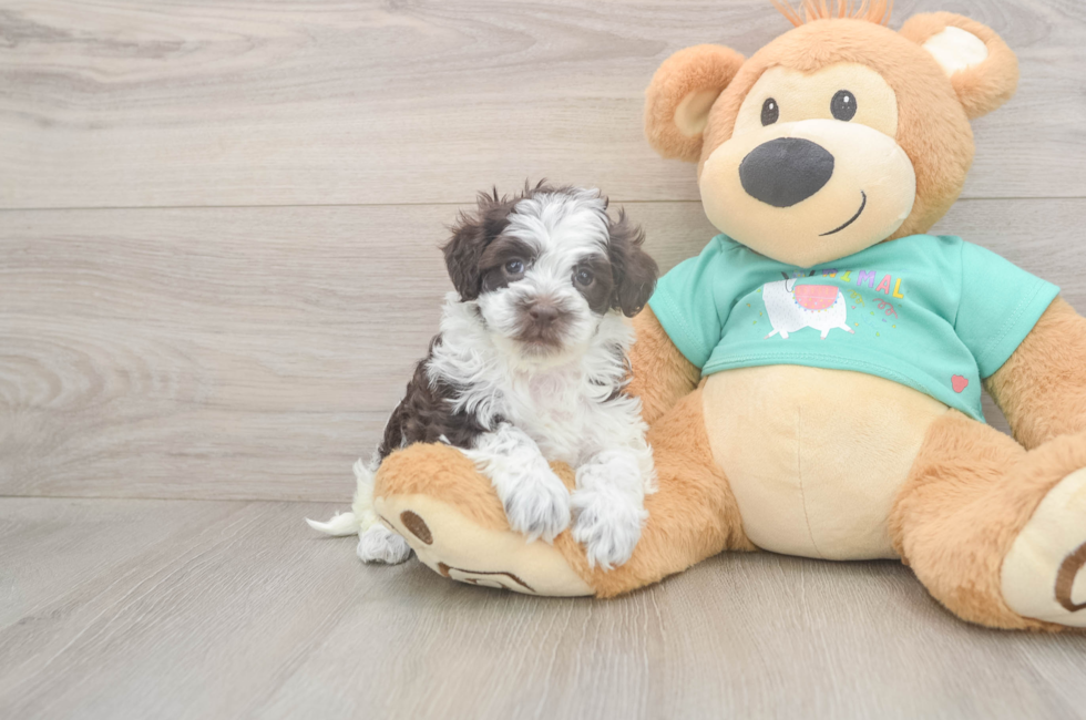 5 week old Havapoo Puppy For Sale - Lone Star Pups