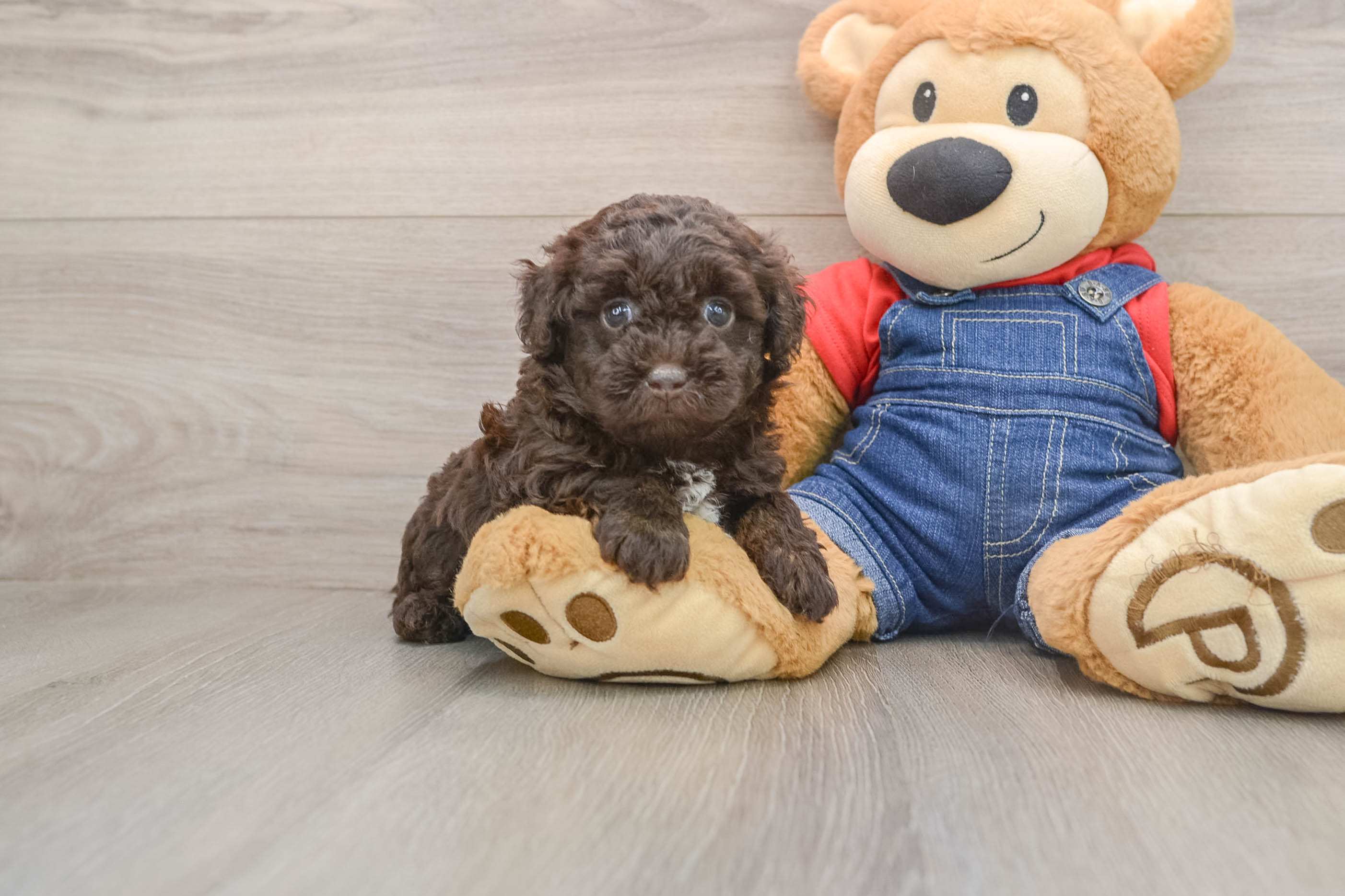Hypoallergenic Havadoodle Poodle Mix Puppy