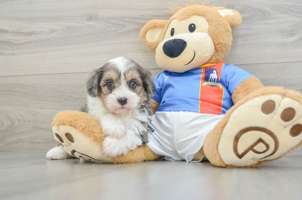 5 week old Havapoo Puppy For Sale - Lone Star Pups