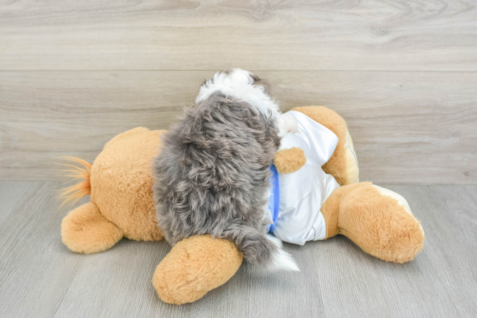 Adorable Havadoodle Poodle Mix Puppy