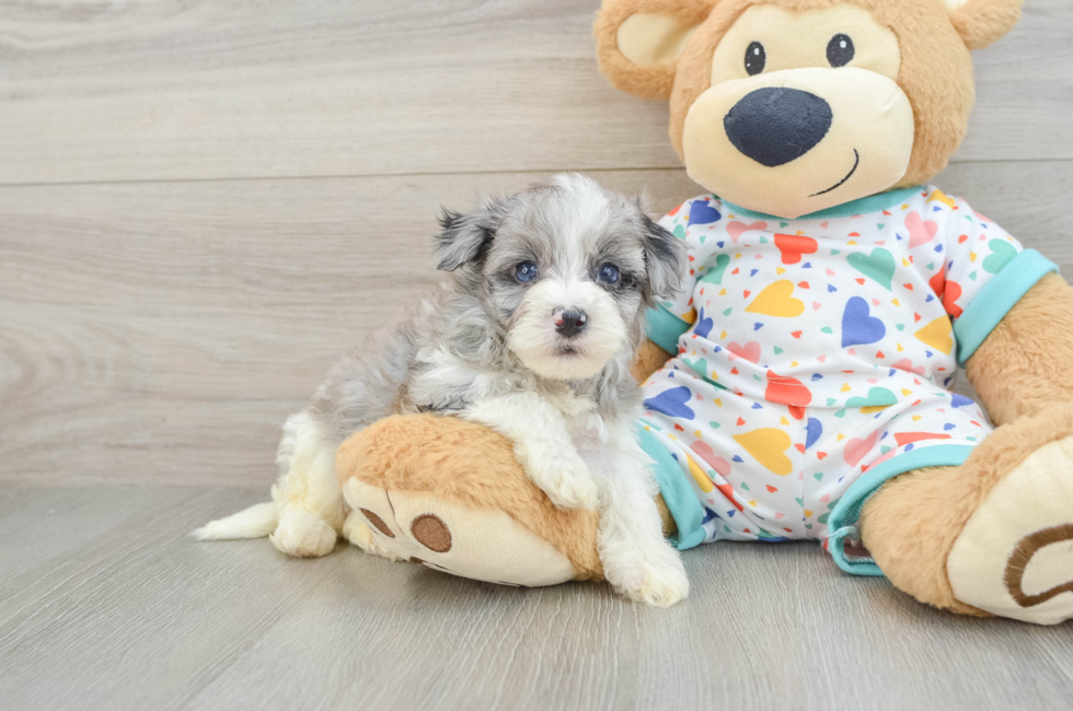 5 week old Havapoo Puppy For Sale - Lone Star Pups