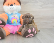 8 week old Havapoo Puppy For Sale - Lone Star Pups