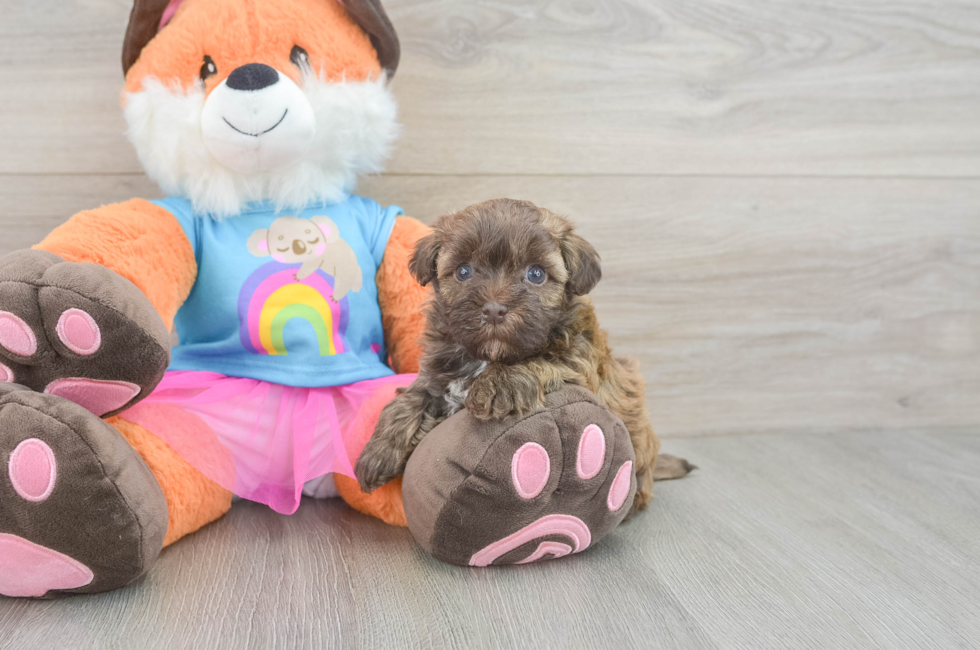 6 week old Havapoo Puppy For Sale - Lone Star Pups