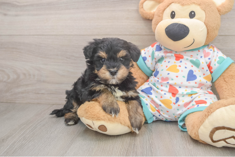 Popular Havapoo Poodle Mix Pup