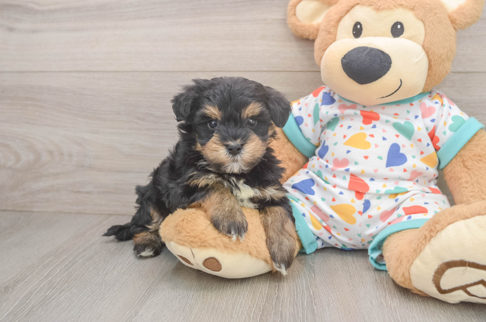 5 week old Havapoo Puppy For Sale - Lone Star Pups