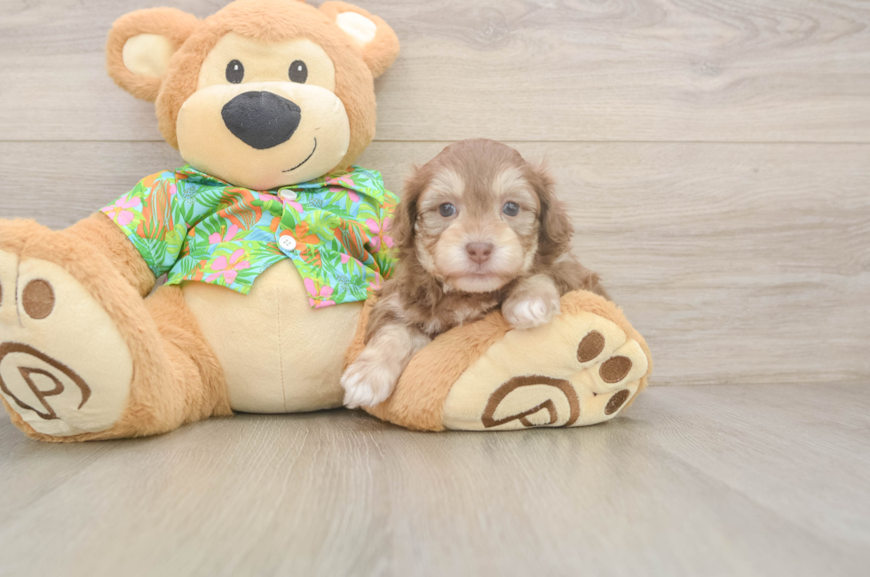 5 week old Havapoo Puppy For Sale - Lone Star Pups