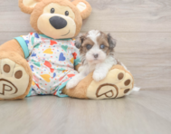 6 week old Havapoo Puppy For Sale - Lone Star Pups