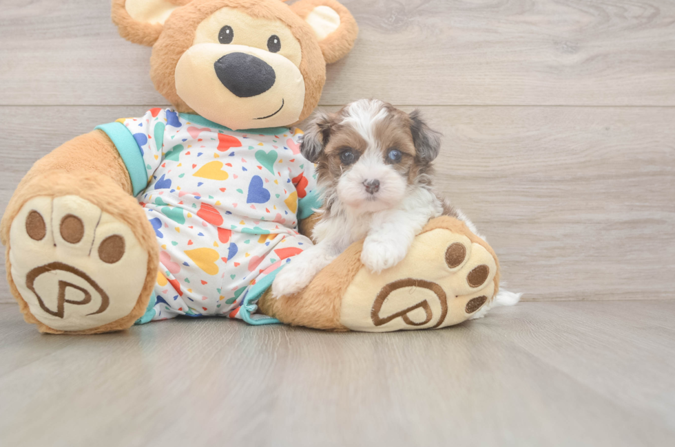 5 week old Havapoo Puppy For Sale - Lone Star Pups