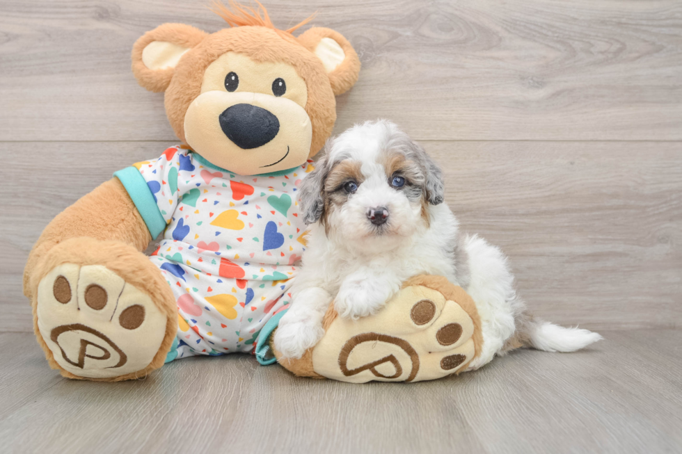 Hypoallergenic Havadoodle Poodle Mix Puppy